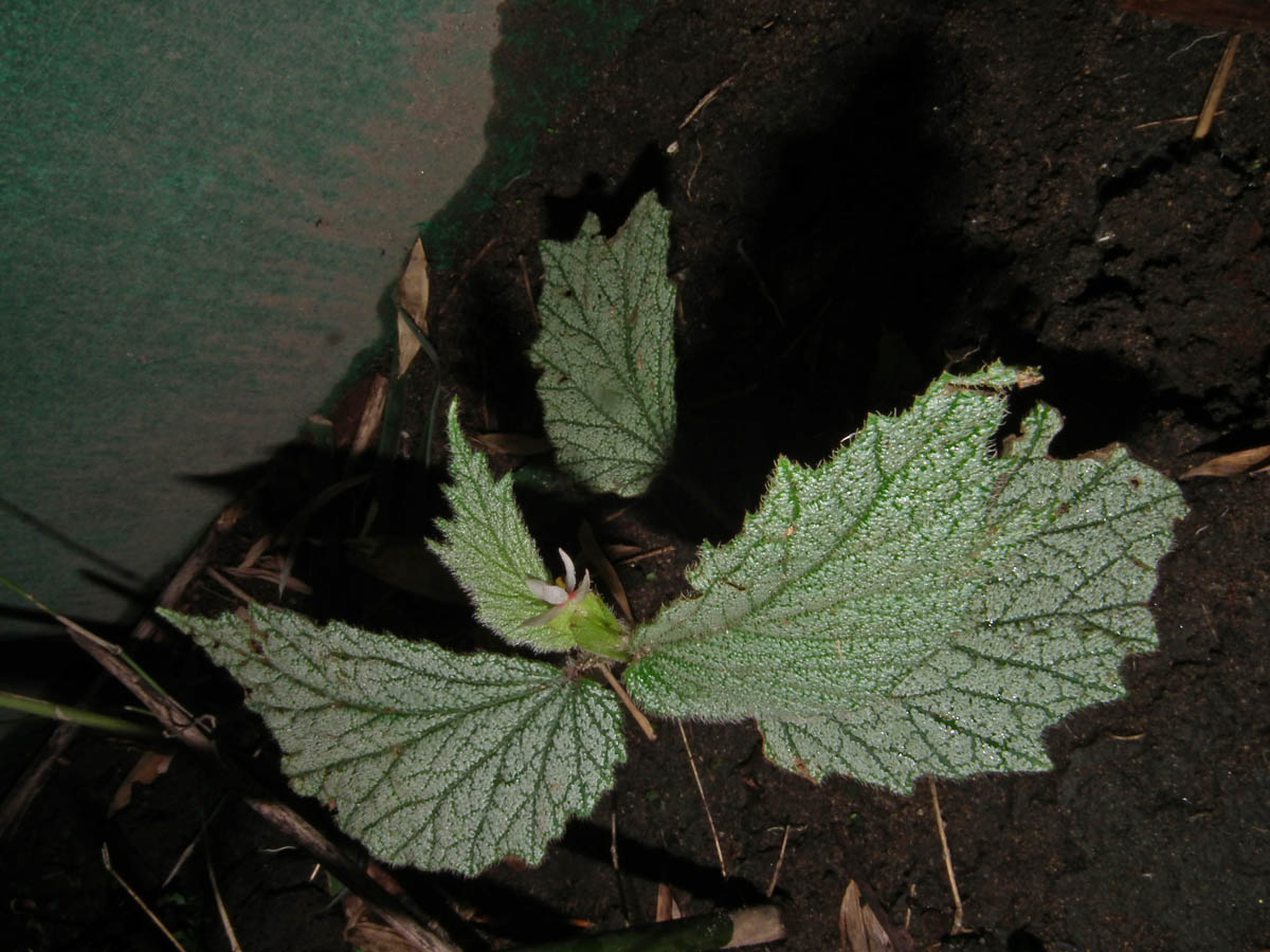 B. latistipula